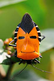 Smartpeopleposting Catacanthus Incarnatus A Member Of The Pentatomidae Family Looks Like A Primitive Mask Cool Insects Bugs And Insects Beetle