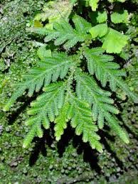 Image result for Selaginella shabaensis