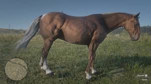 It just misses the dorsal stripe spirit has, but in general, that's the closest horse that looks like him in the whole game. Red Dead Redemption 2 Alle Pferderassen Und Pferdeklassen