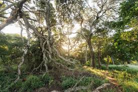 Image result for Newtonia hildebrandtii