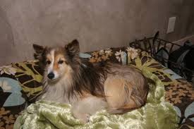 Avoid harsh shampoos and too much grooming. Cushing S Disease Top Dog Foundation