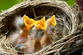 It turns out that knitted or crocheted nests are a perfect solution. For The Birds Knitting Nests For Baby Birds Might Just Help Your Health To Promega Connections