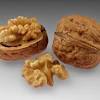 Bertholletia excelsa brazil nuts growing. 1