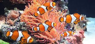 Places listed on the map with company name, address, distance and reviews. Saltwater Aquarium Checklist Tropical Fish Hobbyist Magazine