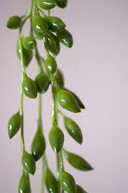 Provided you have enough light indoors, this is a very easy to grow houseplant and it offers an amazing, less finicky alternative to string of pearls! String Of Bananas Plant Care Learn How To Grow A String Of Bananas Houseplant