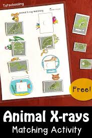 Animal X Rays Matching Activity Kindergarten Activities Preschool Activities Pets Preschool Theme