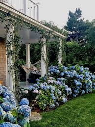 Nantucket By Design 2017 Quintessence Hydrangea Landscaping Farmhouse Landscaping Landscape Design