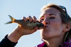 Chesapeake Bay ospreys serve as sentinels for pollution