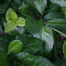 Image result for Euonymus fortunei