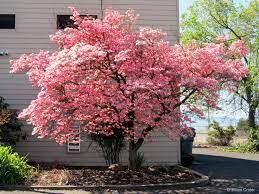 Maybe you would like to learn more about one of these? Pin By Jillian Crider On My Photography Pink Dogwood Tree Dogwood Trees Shade Garden