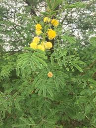 Image result for Acacia grandicornuta