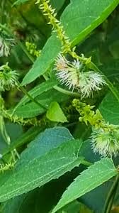 Image result for Psilotrichum sericeum