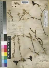 Image result for Catophractes alexandri