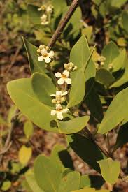 Image result for Avicenniaceae