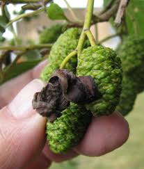 Image result for Tinnea apiculata