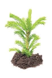 Baby Pine Tree Healthy Living Magazine