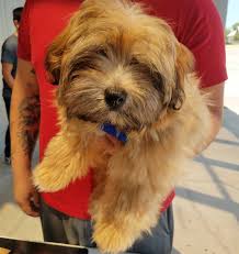 Check spelling or type a new query. Low Cost Pet Vax This Saturday We Re In Dallas Fort Worth Farmer S Branch And San Antonio Rabies Shots Only 10 Se Habla Espanol 9am 4pm Farmers Branch Westlake Ace At 12895 Josey