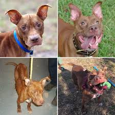 I know a long time. Nova Was Diagnosed With Lung Cancer And Has A Few Weeks Left With Us I M So Glad That We Got To Love Her For These Last Five Years Beforenafteradoption