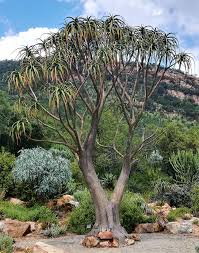 Image result for Aloidendron