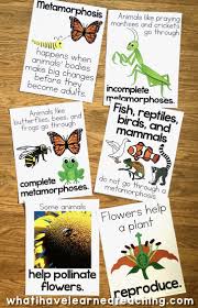 These butterfly wheels are made improvising the latest technologies for better sustainability and optimal performance of vehicles. Life Cycle Of A Butterfly Teaching Ideas