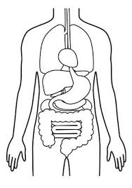 The organs of the body are set up in practical groups so that their independent functions are collaborated to carry out particular system functions these collaborated, practical groups are called organ systems the digestive and nervous systems are male. Human Body Structure Of Internal Organs Digestive System Male Body Royalty Free Cliparts Vectors And Stock Illustration Image 154866989