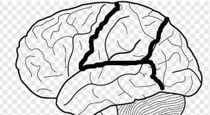 The more questions you get correct here, the more random knowledge you have is your brain big enough to g. Which Part Of The Human Brain Is Trivia Questions Quizzclub