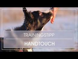 Hundetrick Hund Lernt Handtouch Hund Handtarget Beibringen Nasentarget Uben Youtube Hundchen Training Hundetraining Hundetricks