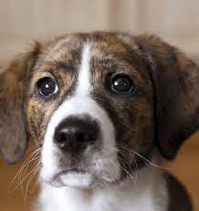 Mountain Feist Complete Breed Guide Size Puppies Temperament All Things Dogs