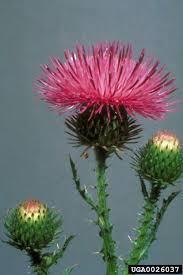 Image result for Carduus