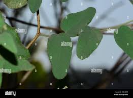 Image result for Cocculus hirsutus