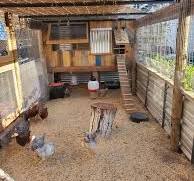DIY Predator-Proof Chicken Coop Using Recycled Materials