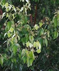 Tumbuhan ini mempunyai bahan antifungal dan antibakteria. Tanaman Kayu Manis