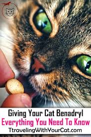 How much benadryl can i give my cat for traveling? Pin On Cat Health