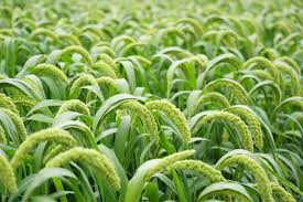 Image result for Millettia lasiantha