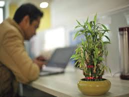 So which plants are best suited to life in an office? Stress Buster To Mood Enhancer How Indoor Plants Work Wonders In Offices Kolkata News Times Of India