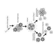 The Cupola 2022 by Christopher Newport University - Issuu