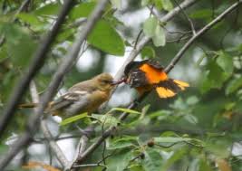 Oriole food as major importer. Feedthebirds 1 Baltimore Orioles Birds Baby Food