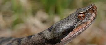 Carte des serpents en france. Vipere Aspic Fiche Pedagogique Cycle 3 Salamandre Junior N 124