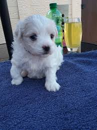 $300 (dab > daytona beach fl) pic hide this posting restore restore this posting. Maltese Puppies For Sale In Florida Craigslist Find Cheap Or Free Maltese Puppies