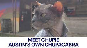 Meet Chupie the Chupacabra who 'doesn't give a meow' | FOX 7 Austin -  YouTube