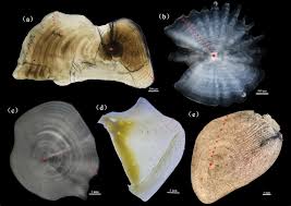 Image result for Triraphis schinzii