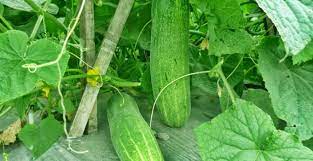 Maybe you would like to learn more about one of these? 3 Cara Menanam Timun Lengkap Beserta Gambar Dengan Deskripsi