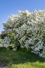 Image result for Exochorda