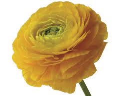 Flower Meanings