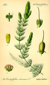 Image result for Ceratophyllaceae