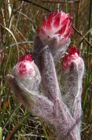 Image result for Helichrysum adenocarpum