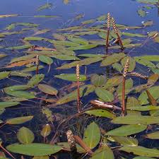 Image result for Potamogeton nodosus