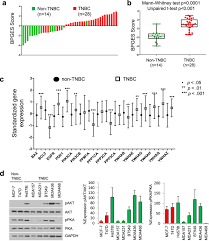 People born with sun in cancer and ones who surround them should know the strengths of negative traits. Expression Of The Bad Pathway Is A Marker Of Triple Negative Status And Poor Outcome Scientific Reports
