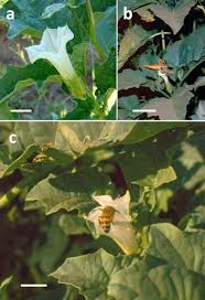 Image result for Datura ferox