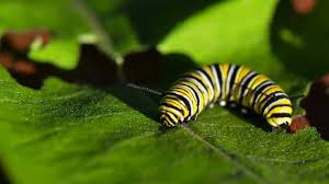 Butterflies Weaponize Milkweed Toxins The Scientist Magazine Reg Milkweed Habitat Garden Butterfly